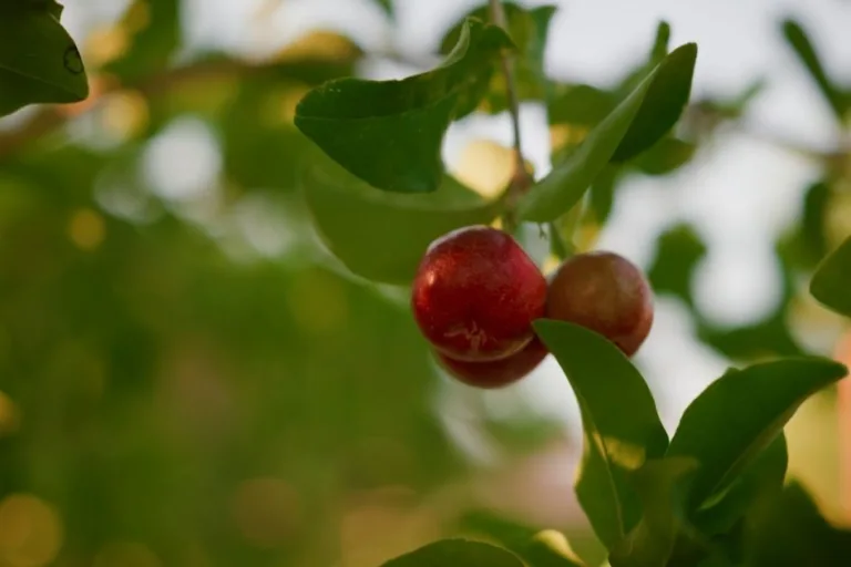 How to Grow Barbados Cherries (Low Desert Guide) featured image