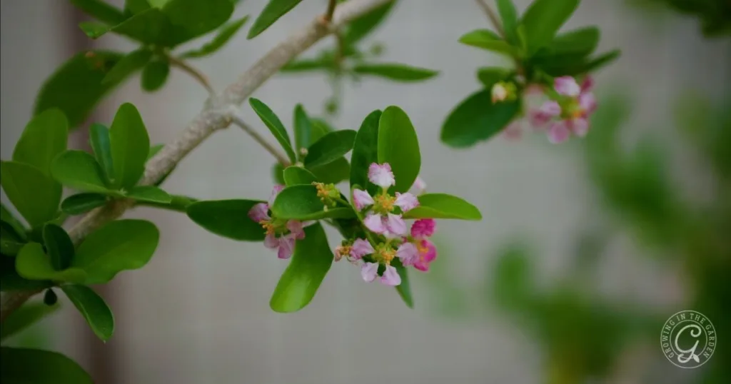 Small pink and white flowers blooming on a green leafy Barbados Cherries branch, thriving in the Low Desert, with a blurred background.