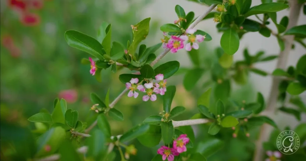 Close-up of small pink Barbados Cherries flowers and green leaves on a branch with a soft, blurred background, perfect for those looking to grow this vibrant plant in the Low Desert.