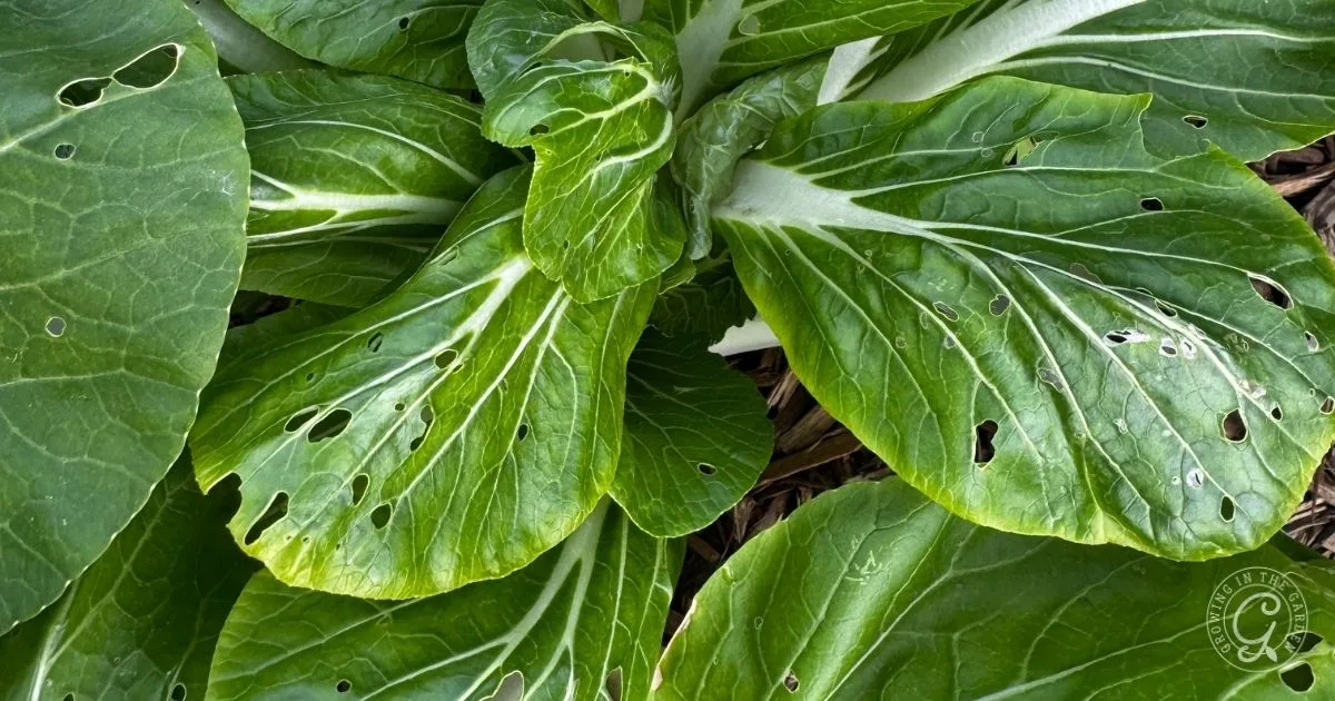 Green leafy vegetable with several holes in the leaves, likely caused by insect pests. Learn how to grow bok choy to enjoy healthy, pest-free greens at home.