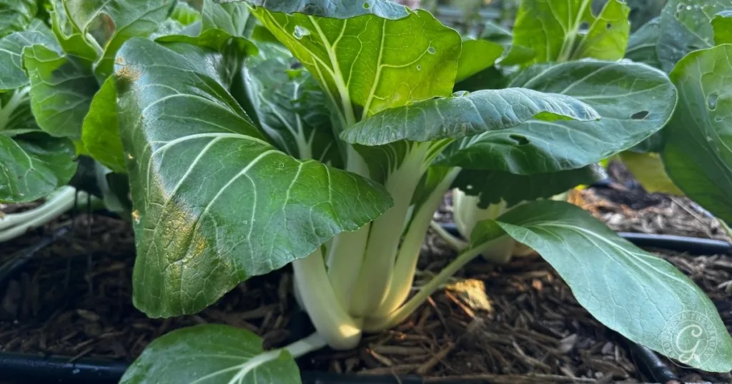 Close-up of healthy bok choy plants growing in soil, with large green leaves and white stems. Discover hot climate tips to grow bok choy successfully even in warmer conditions.