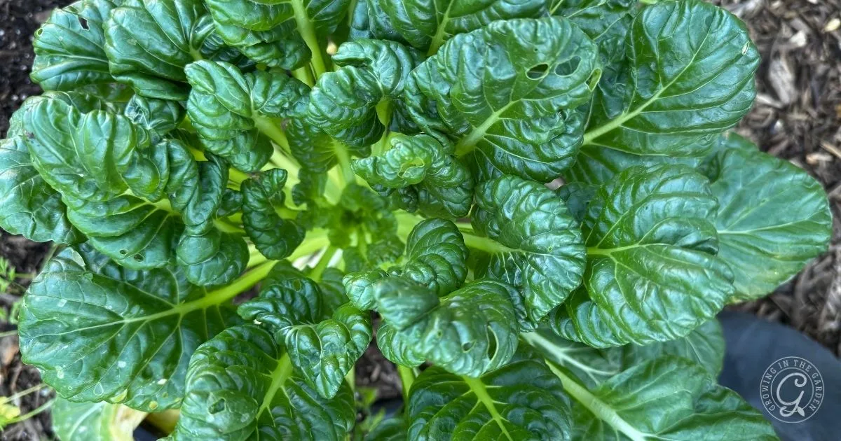 Close-up of green, leafy vegetable growing in soil, showing crinkled, shiny leaves and some minor holes&mdash;a great example for those who want to Grow Bok Choy or need Bok Choy tips for hot climate gardening.