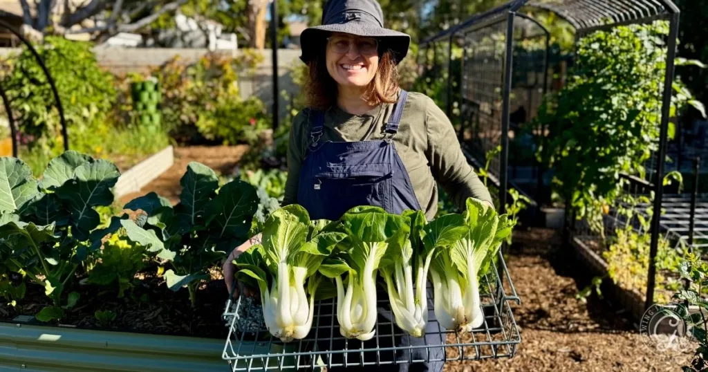 A person in overalls and a hat holds a tray of freshly harvested bok choy in a sunny garden, showcasing Hot Climate Gardening success and inspiring others to grow bok choy with these practical Bok Choy Tips.
