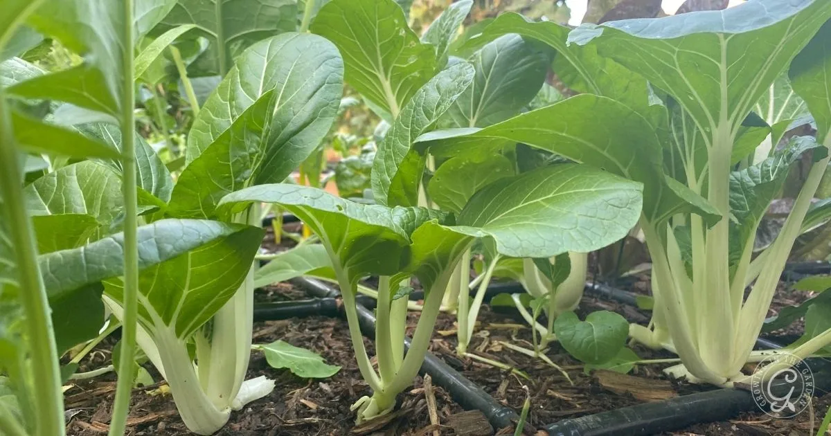 Green bok choy plants growing in soil with a drip irrigation system visible in a garden&mdash;an excellent way to grow bok choy, even using hot climate tips for success.