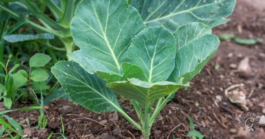 A young collard green plant growing in soil with broad, green leaves—perfect for those learning how to grow collard greens.