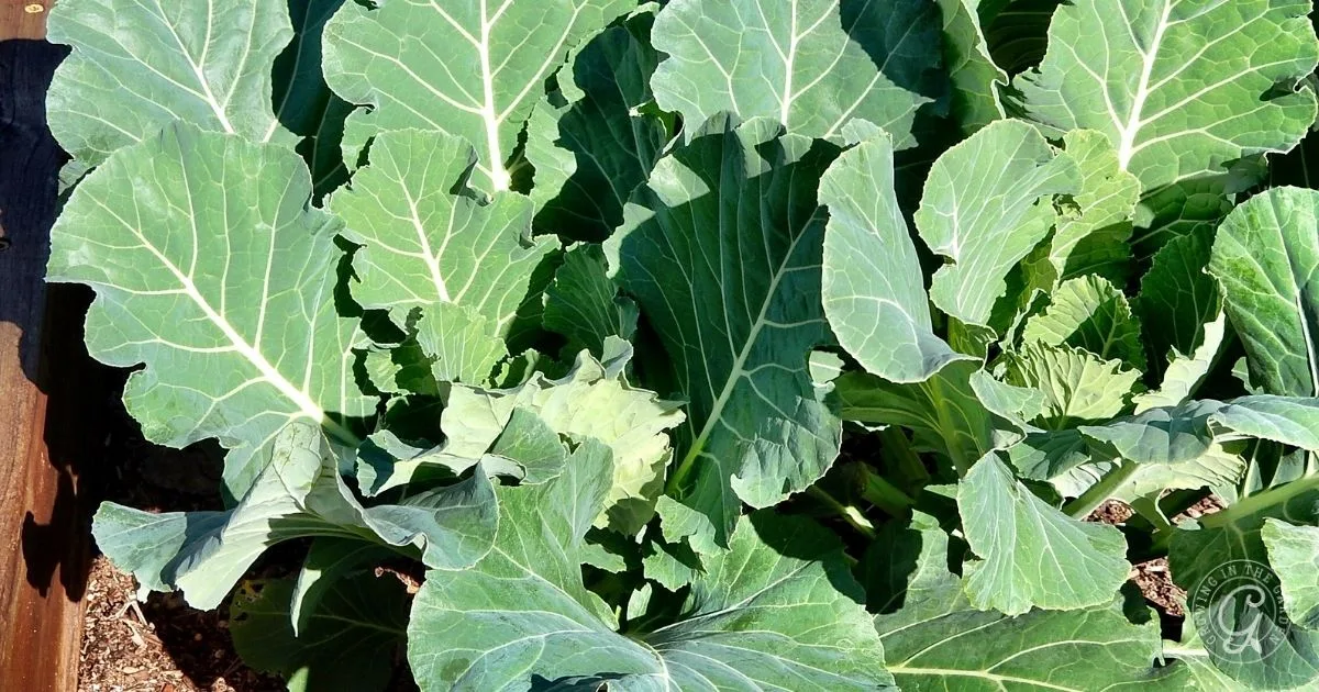 Large, healthy collard green leaves growing in a garden bed with visible soil around the edges&mdash;an ideal example for anyone learning how to grow collard greens at home.