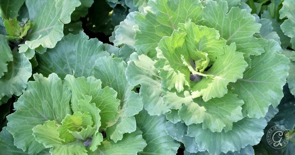 Green cabbage plants with large, overlapping leaves growing in a garden resemble those seen in guides on how to grow collard greens for a lush, healthy harvest.
