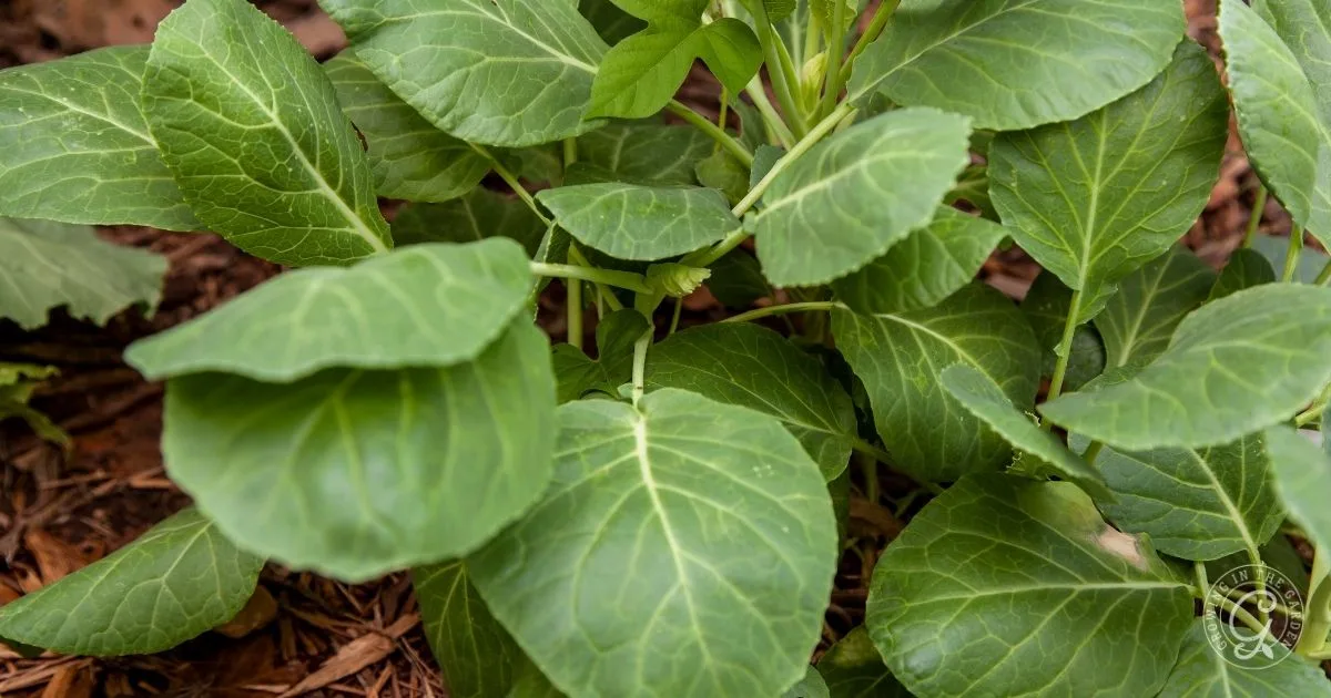 Close-up of green collard green leaves growing in soil, with mulch visible on the ground&mdash;an essential step in learning how to grow collard greens successfully.