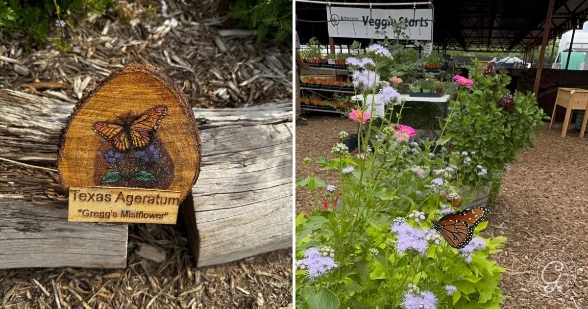 Wood sign for Texas Ageratum and a monarch butterfly on purple flowers at a garden center, featuring tips on how to grow Gregg&rsquo;s Mistflower for beautiful blooms and pollinator visits.