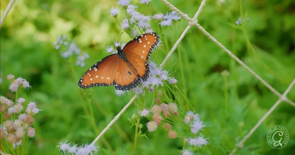 A brown and orange butterfly rests on small purple flowers against a green leafy background, showcasing the beauty you’ll enjoy when you learn how to grow Gregg’s Mistflower in your garden.