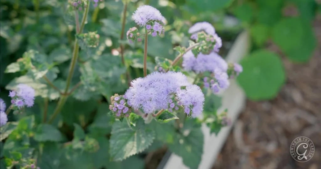 Purple wildflowers with fuzzy petals bloom among green leaves in a garden bed, creating the perfect scene to explore how to grow Gregg’s Mistflower.
