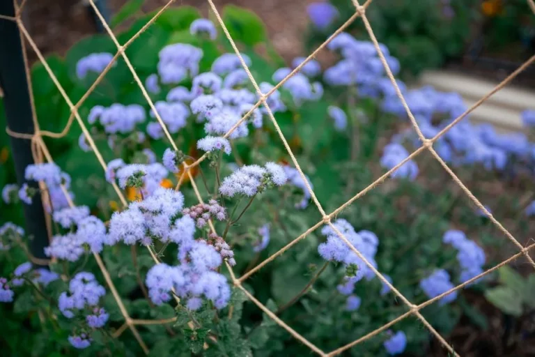 How to Grow Gregg’s Mistflower (Conoclinium greggii) in Arizona featured image