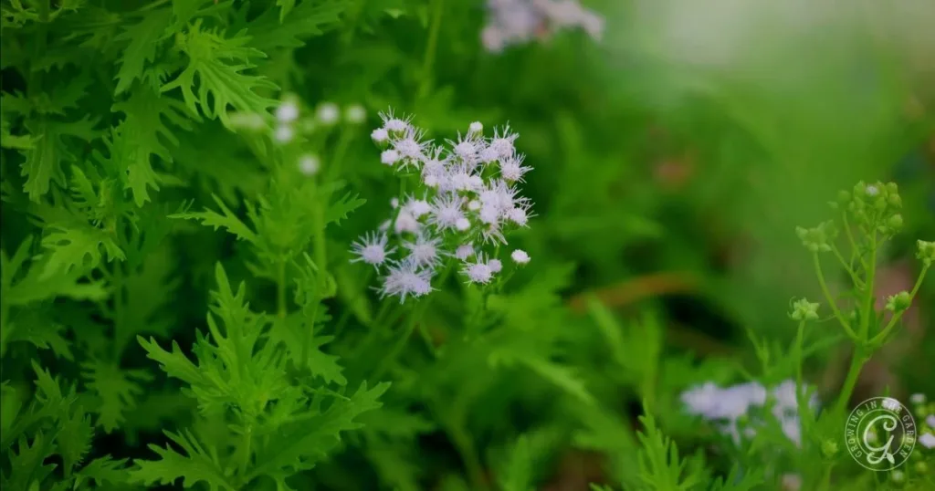 Delicate white wildflowers bloom among lush, green, fern-like leaves in a natural outdoor setting—similar to the look you can achieve when you learn how to grow Gregg’s Mistflower in your own garden.