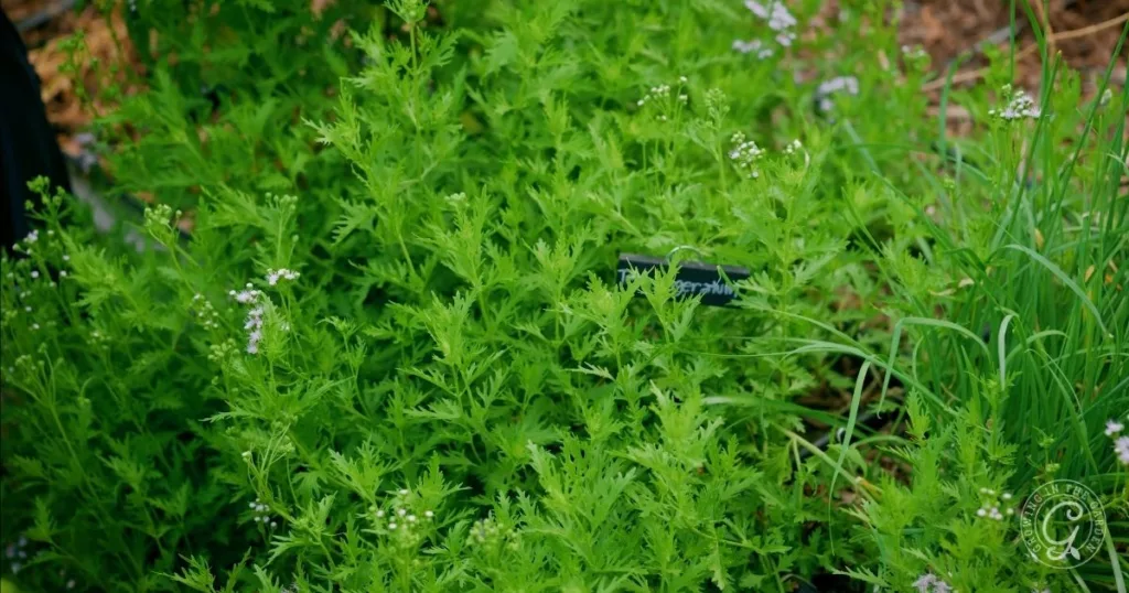 Bright green cilantro plants with feathery leaves grow closely together in a garden bed, creating a lush scene reminiscent of guides like How to Grow Gregg’s Mistflower.