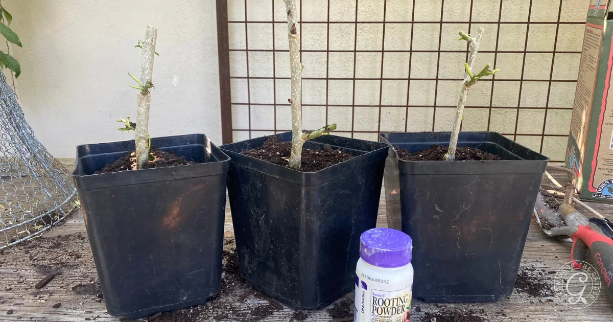 Three potted plant cuttings with rooting powder container on a wooden surface outdoors&mdash;perfect for learning how to grow mulberries from cuttings.