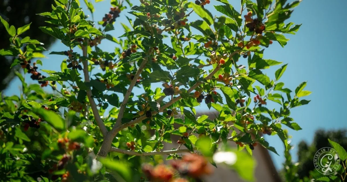 A mulberry tree with green leaves and ripe, dark red mulberries against a bright blue sky&mdash;an inspiring sight for anyone curious about how to grow mulberries.