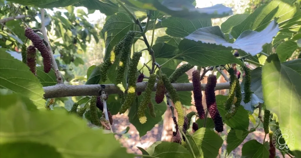 Long, unripe and ripe mulberries hang from tree branches among green leaves in sunlight—a beautiful sight for anyone interested in how to grow mulberries at home.