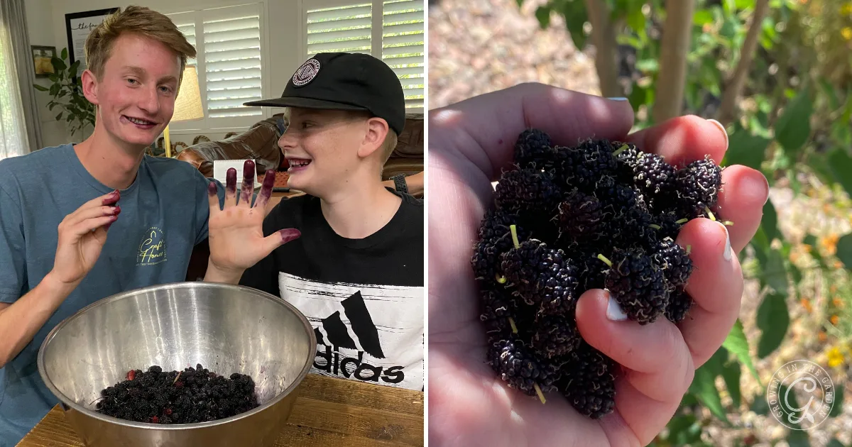 Two teens with purple-stained hands by a bowl of mulberries; close-up of mulberries held in a hand outdoors, offering inspiration for those interested in how to grow mulberries at home.