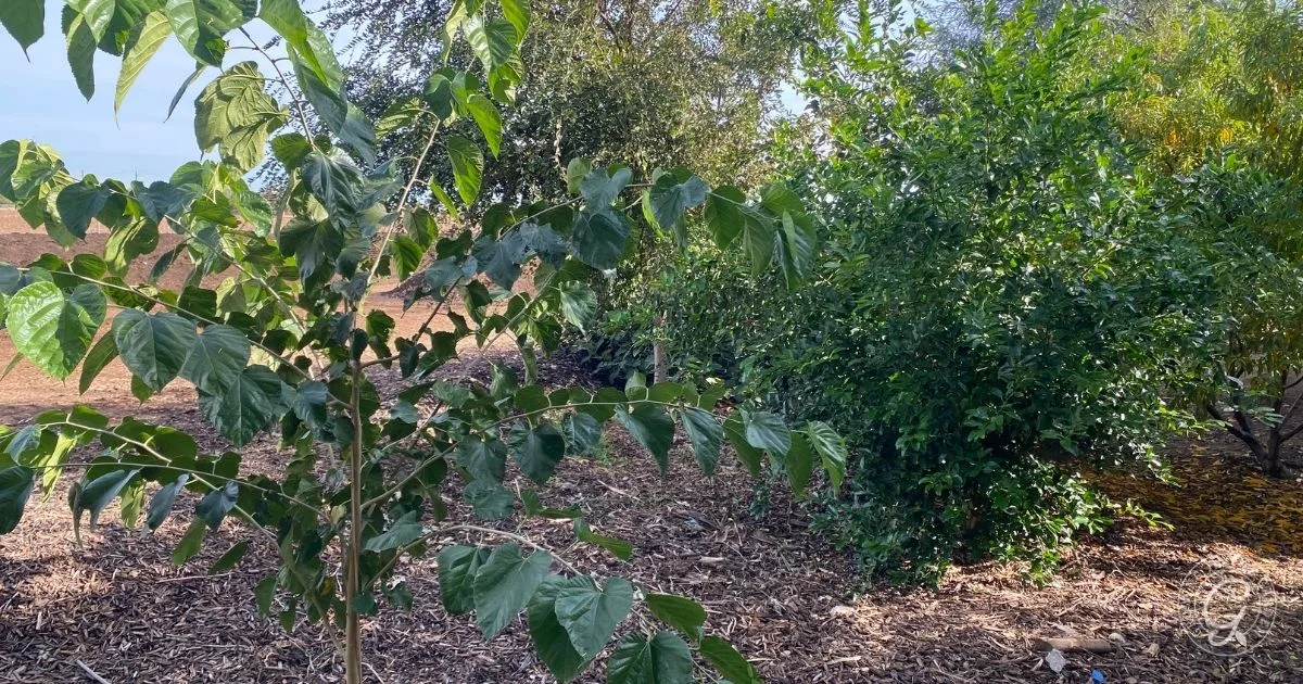 Young leafy trees and shrubs, including those for anyone learning how to grow mulberries, thrive in a mulched garden area with rich soil and mature trees in the background.