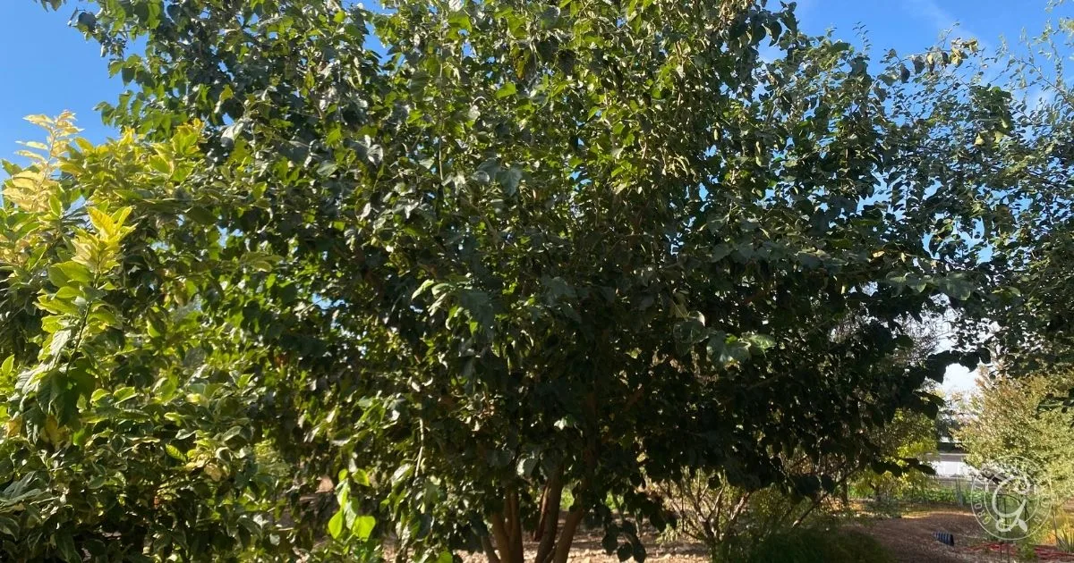 Large leafy mulberry tree with dense green foliage in a sunny garden under a clear blue sky, perfect for those interested in how to grow mulberries.
