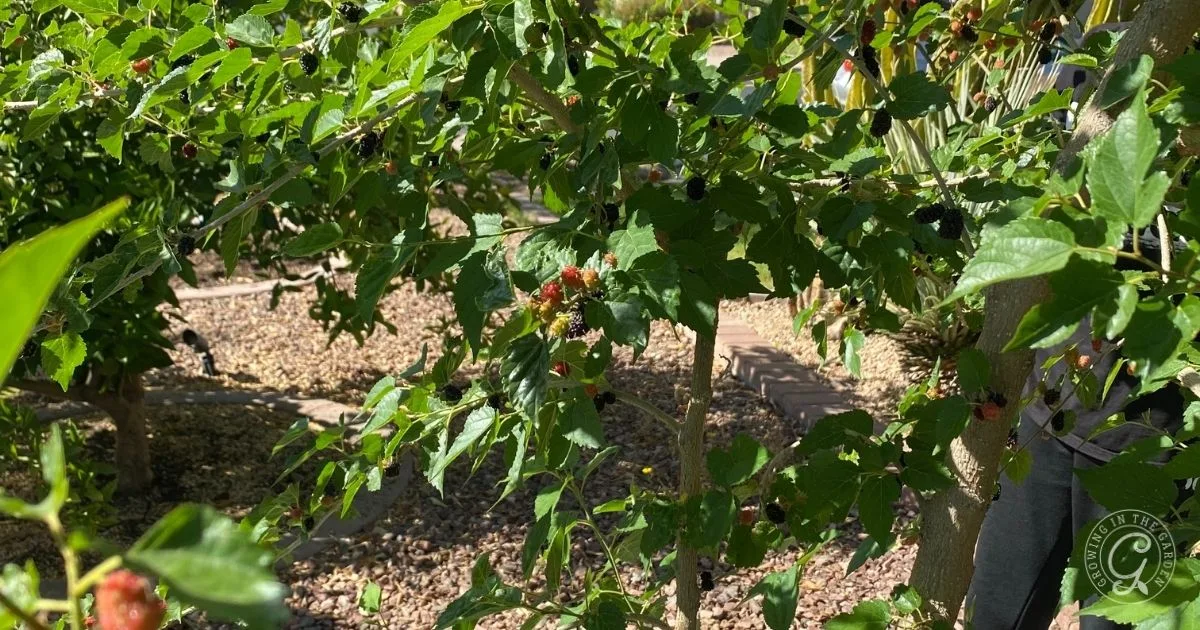 Mulberry tree with green leaves and ripening berries thrives in a sunlit garden with gravel ground, illustrating how to grow mulberries successfully in well-drained soil.