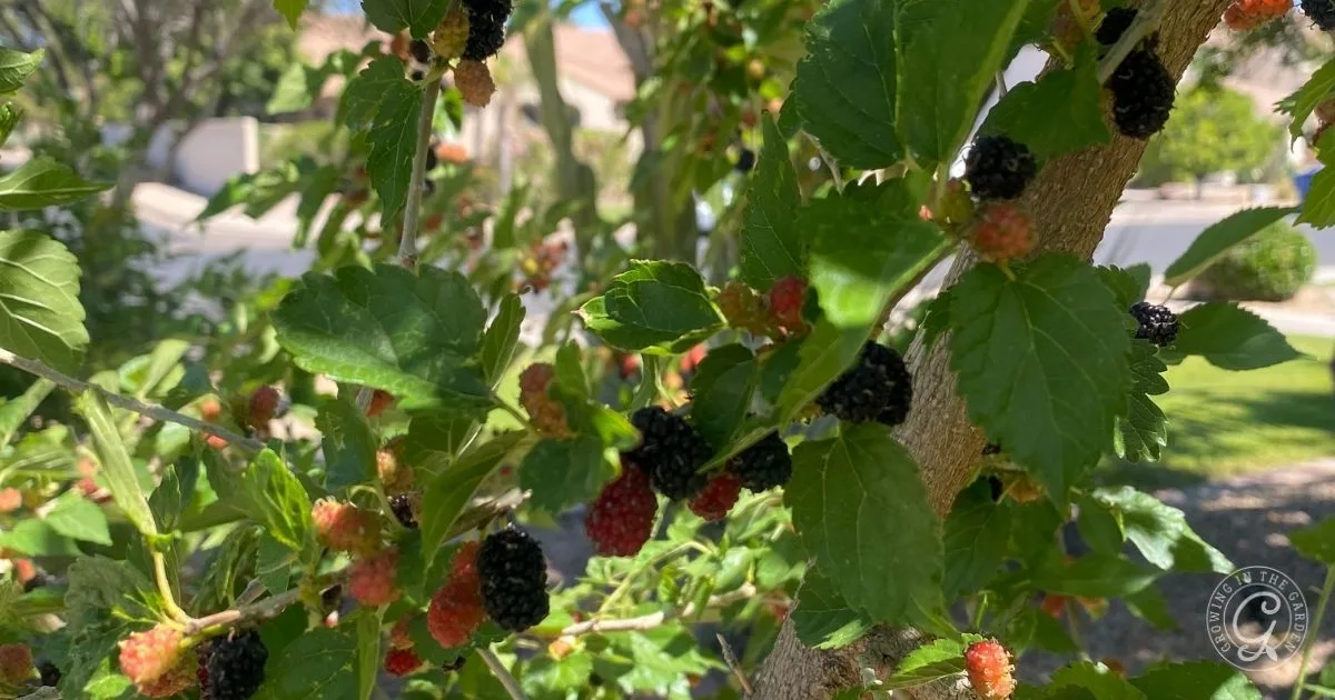 Close-up of a mulberry tree with clusters of ripening red and black berries among green leaves, perfect for anyone interested in learning how to grow mulberries at home.