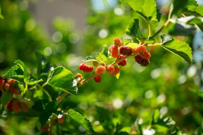How to Grow Mulberries (Low Desert Guide) featured image