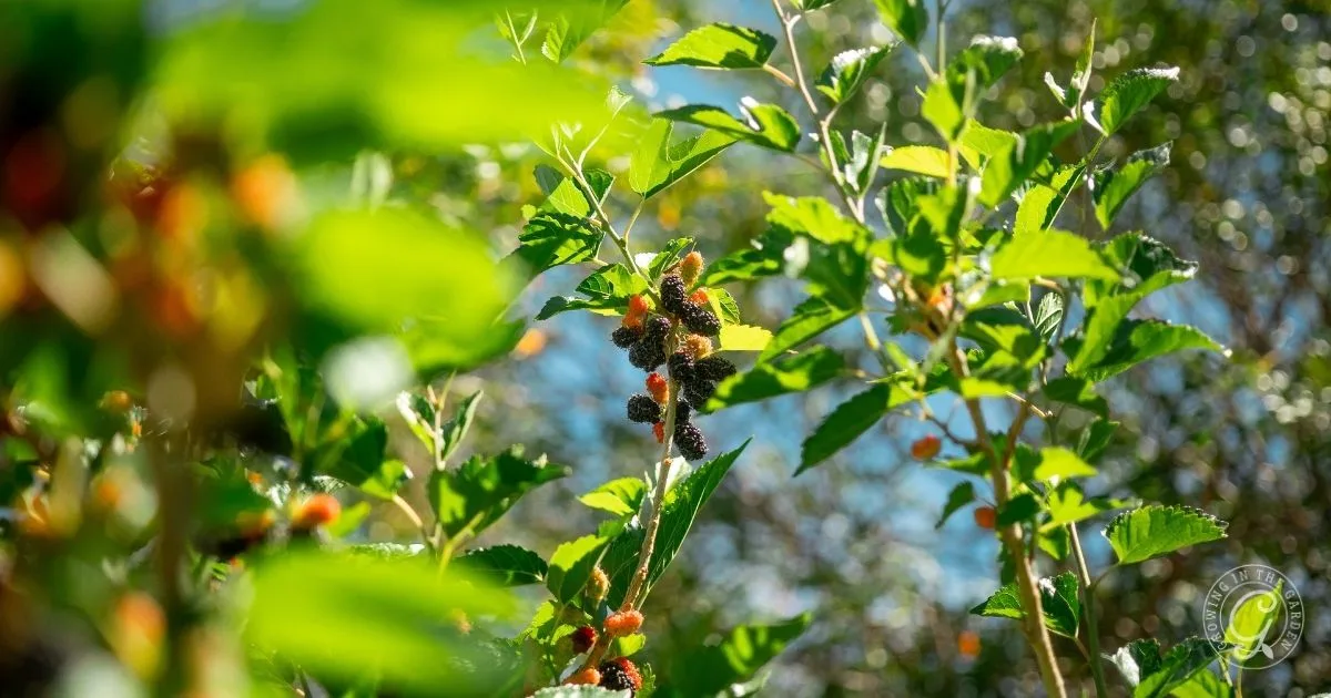 Sunlit mulberry branches with green leaves and clusters of ripening dark berries against a blue sky inspire anyone interested in learning how to grow mulberries at home.