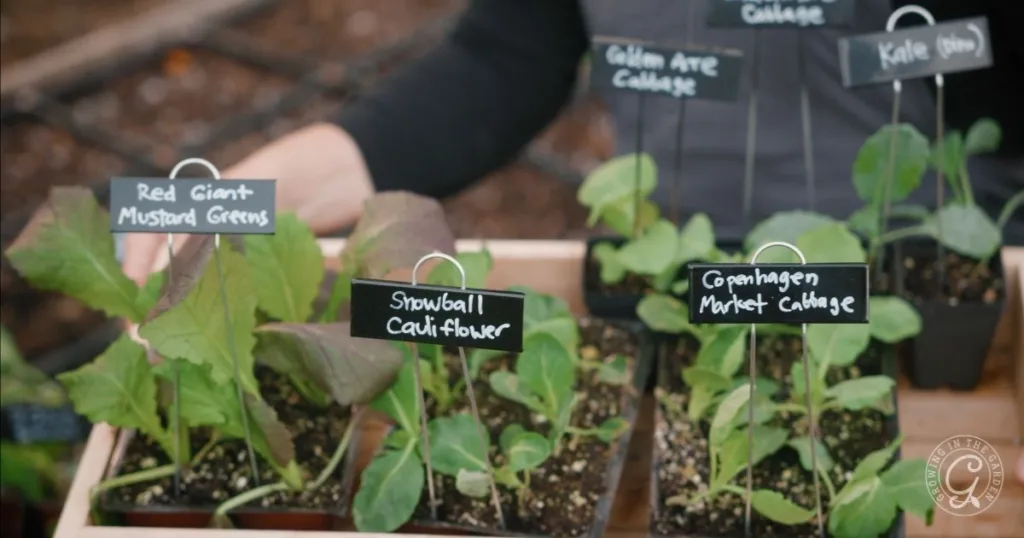 Seedlings of mustard greens, cauliflower, and cabbage in labeled pots on a tray, held by a person ready for planting mustard greens and other vegetables.