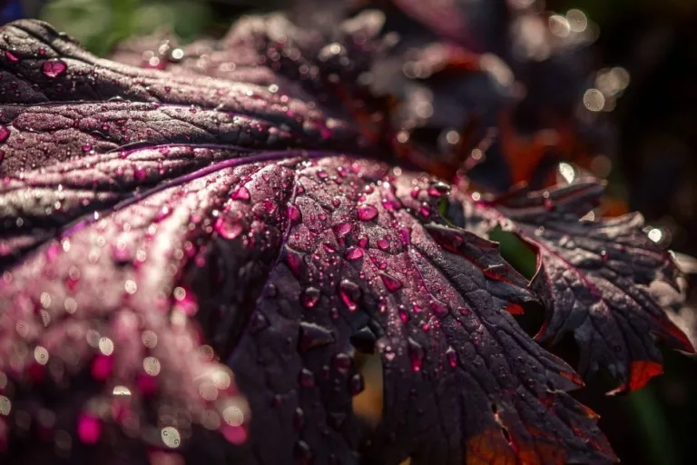 How to Grow Mustard Greens (plus hot climate tips) featured image