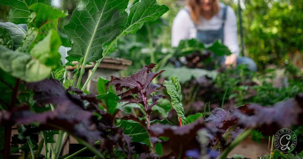 Close-up of mustard greens thriving in a garden, with a person blurred in the background—perfect inspiration for anyone interested in planting mustard greens and learning bolting tips.