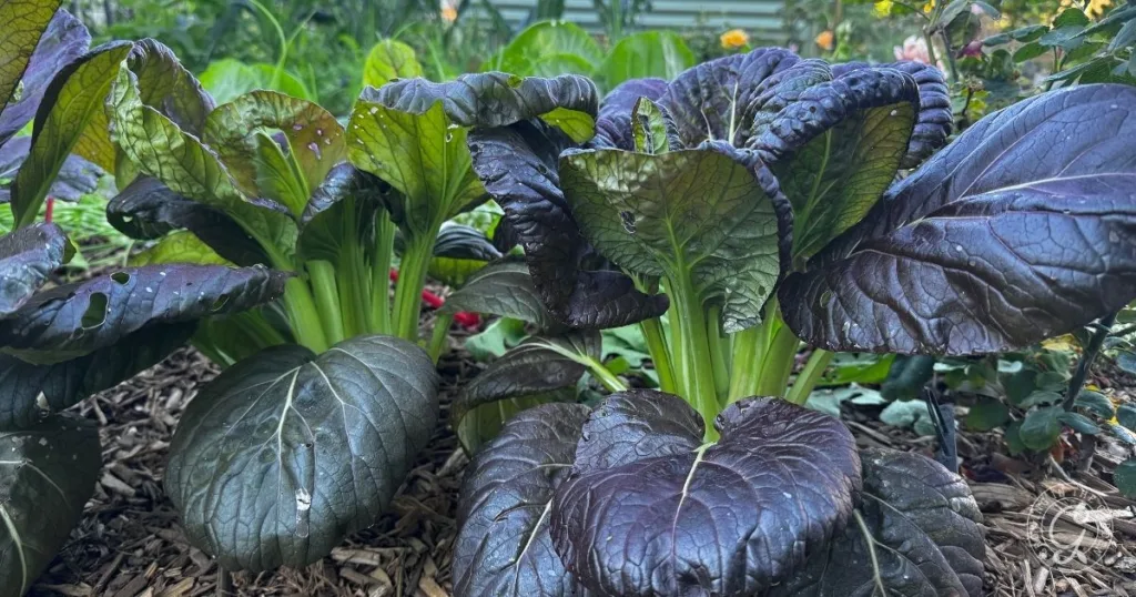 Close-up of leafy purple-green bok choy plants growing in a garden with mulch on the ground, showcasing careful Mustard Greens Care for vibrant and healthy growth.