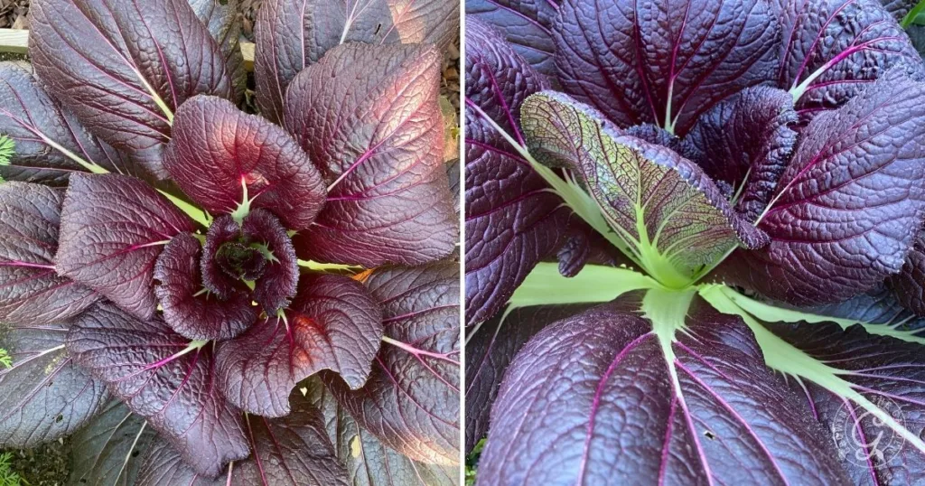 Close-up of large, reddish-purple mustard greens with vibrant green stems and textured leaves, showing what you can expect when you grow mustard greens with the right care.