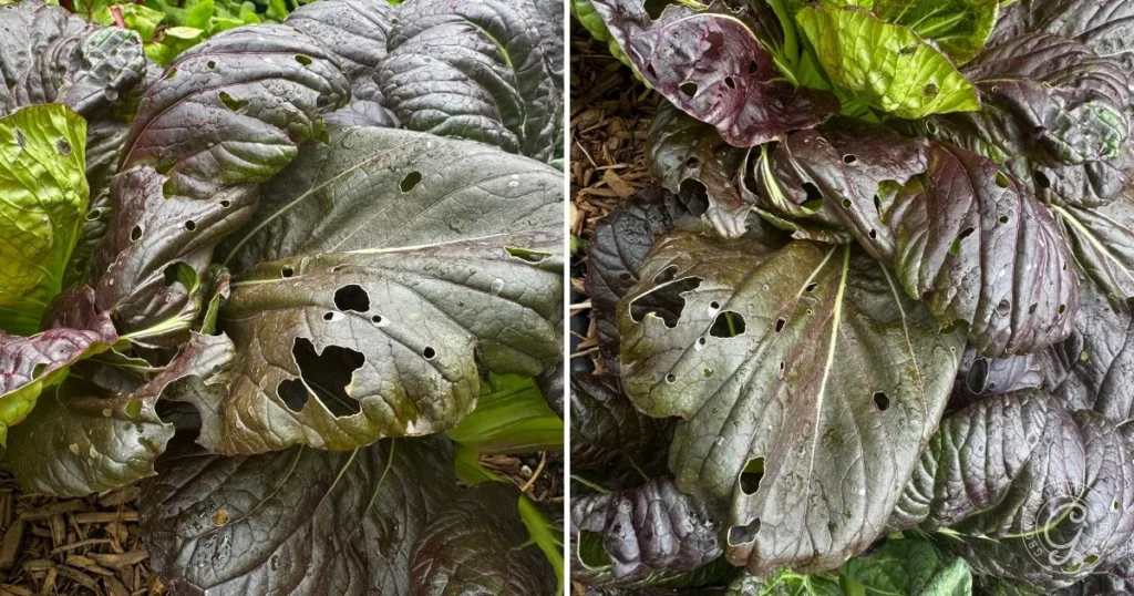 Close-up of leafy greens with holes and damage on dark purple and green leaves, likely from pests—a common issue when growing mustard greens.