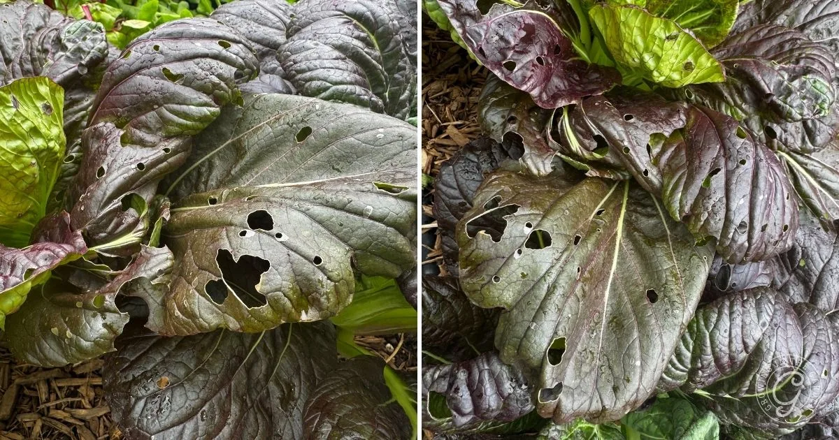 Close-up of leafy greens with holes and damage on dark purple and green leaves, likely from pests&mdash;a common issue when growing mustard greens.