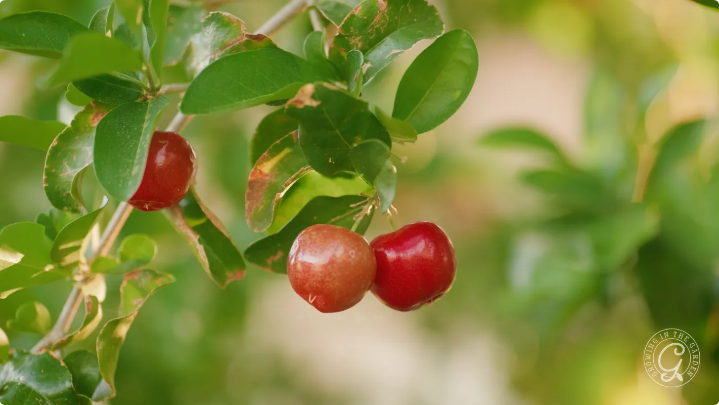 Two ripe acerola cherries hanging from a leafy branch with a blurred green background.