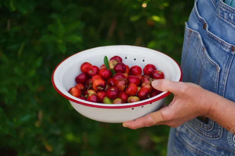 How to Grow Barbados Cherries (Low Desert Guide) featured image
