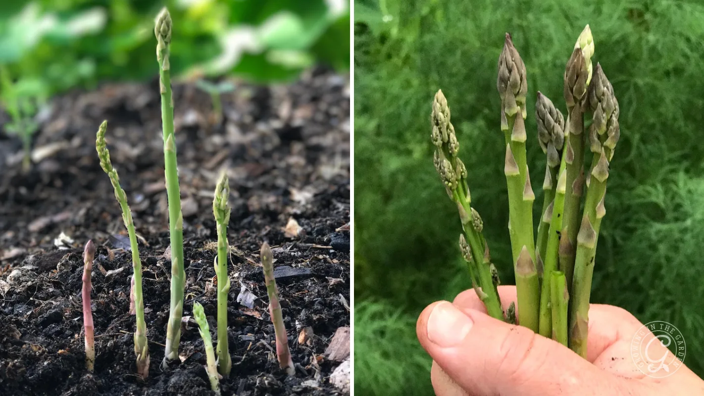 Asparagus spears growing in garden soil on the left, and a hand holding harvested asparagus on the right.