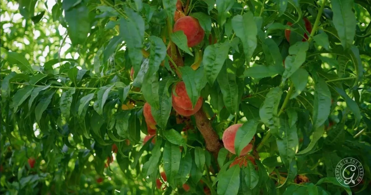 Peach tree branches with ripe peaches surrounded by green leaves in bright sunlight&mdash;one of the best fruit trees for hot climates.