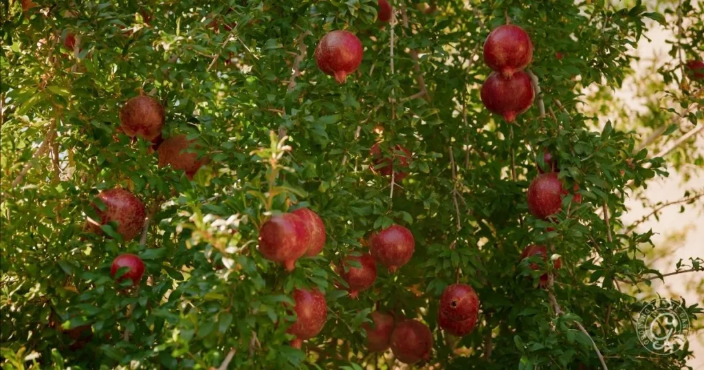 Pomegranate tree with clusters of ripe red pomegranates among dense green leaves—one of the best fruit trees for hot climates.
