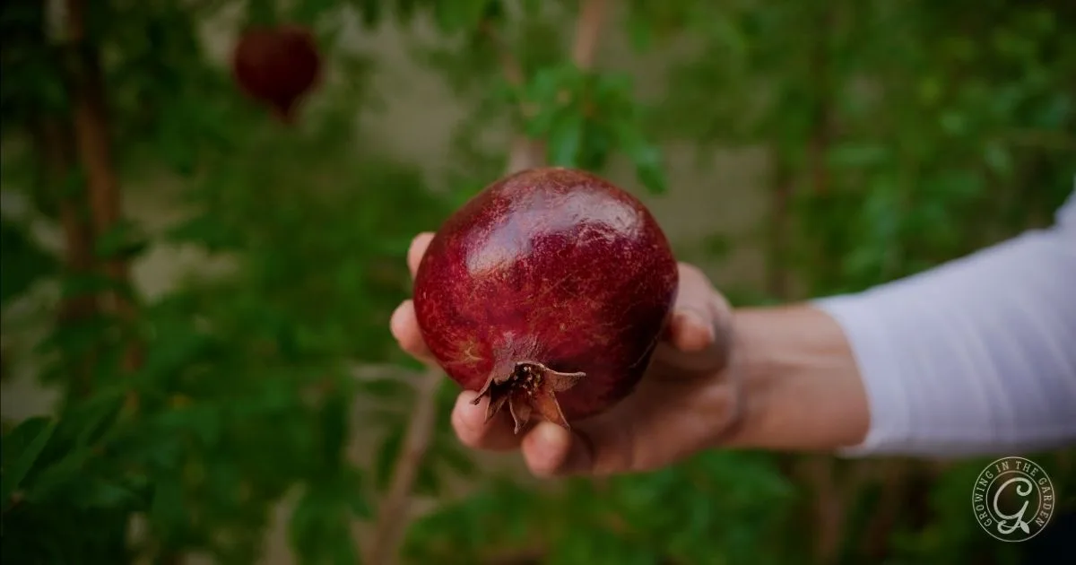 A hand holding a ripe red pomegranate, one of the best fruit trees for hot climates, with green foliage in the background.