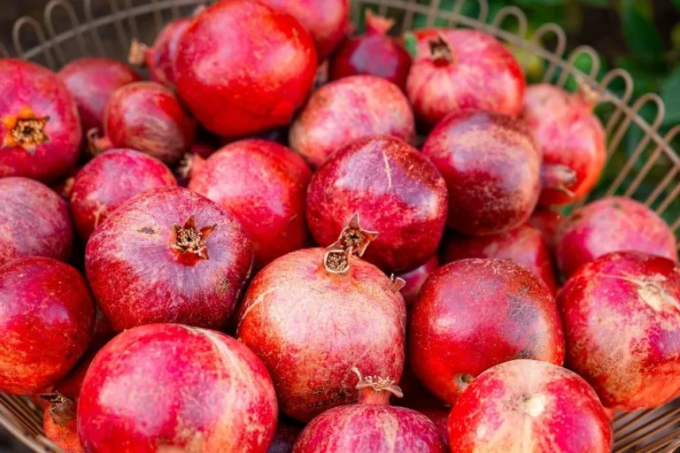 10 Best Fruit Trees for Low Desert Arizona: Plus 3 to Skip featured image