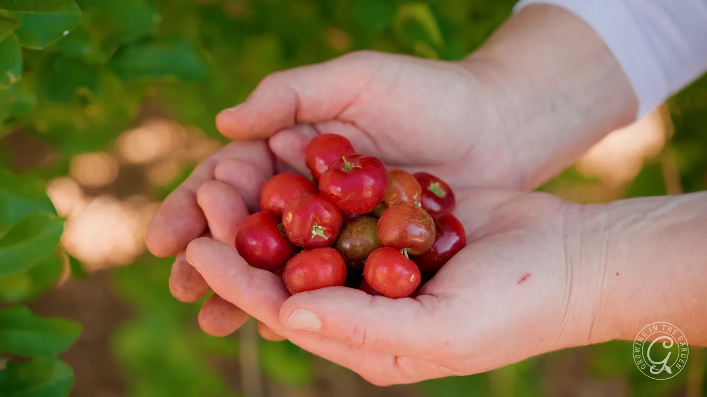 A pair of hands holding a handful of small, red acerola cherries with green leaves in the background.