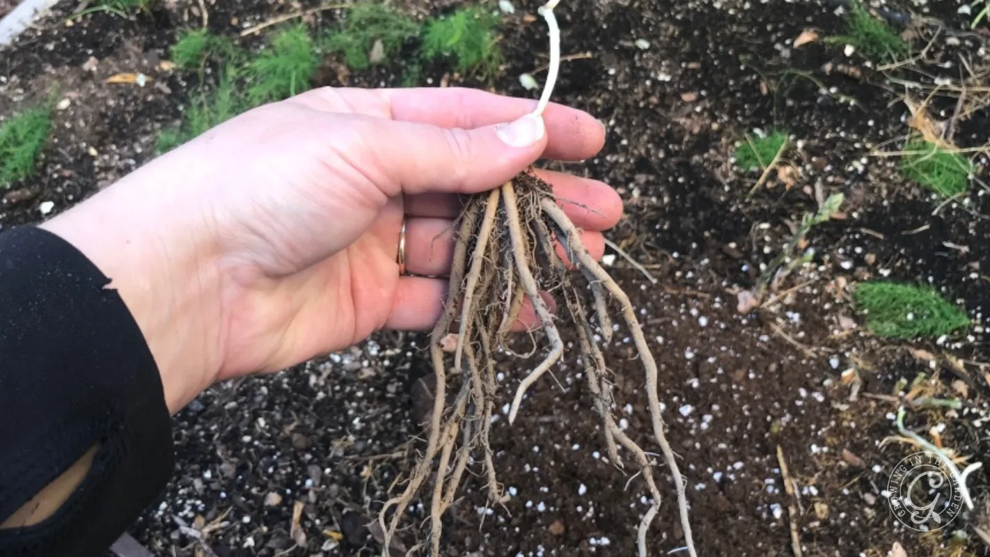 A hand holding a bare root plant with visible roots over garden soil.