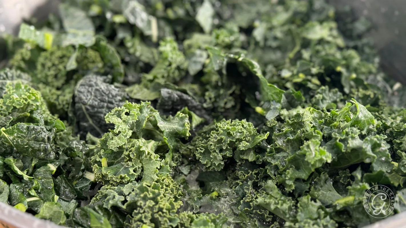 Close-up of fresh chopped kale leaves with curly and dark green textures.