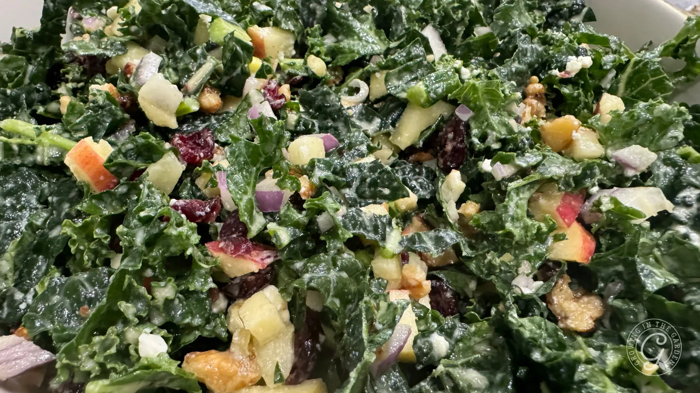 Close-up of kale salad with chopped apples, red onions, walnuts, dried cranberries, and a creamy dressing.