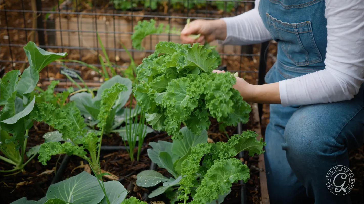 Person harvesting leafy greens in a garden bed, surrounded by kale, cabbage, and other vegetables.