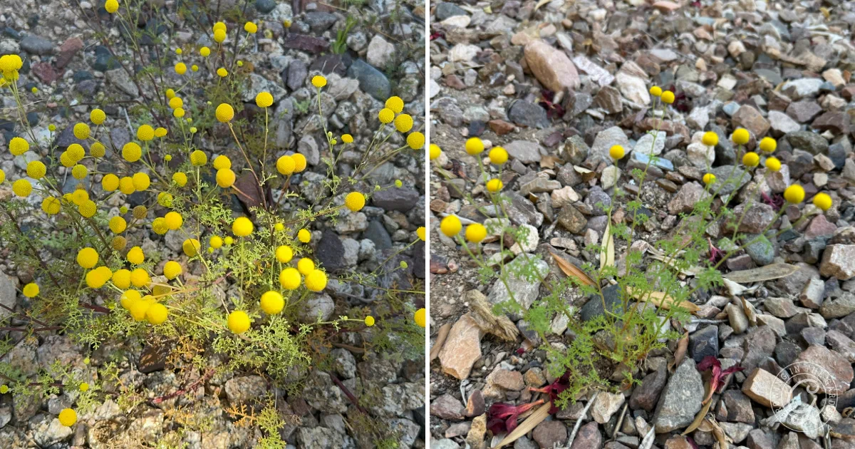 Invasive weed in Arizona, stinknet.