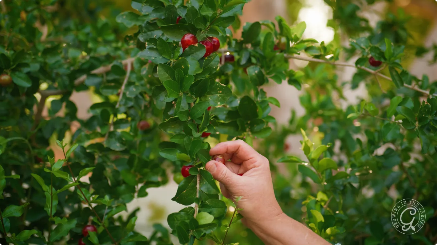 A hand picking a ripe red cherry from a leafy green tree branch.