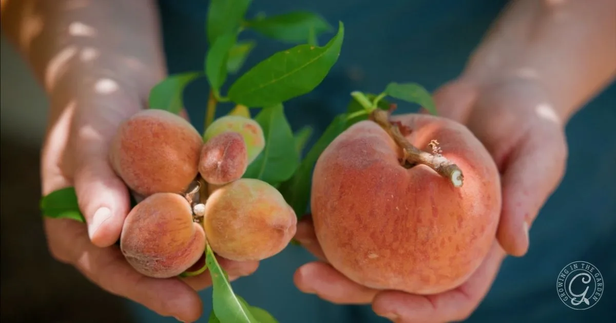A person holds a cluster of small peaches in one hand and one large peach in the other, showcasing the bounty from the best fruit trees for hot climates.